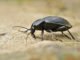 7 beetle-5224434_1920 (2)